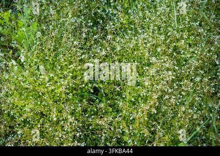 Gros plan d'une couverture dense de petites fleurs sauvages blanches (Trigonotis peduncularis) dans le champ Banque D'Images