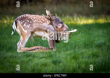 Un cerf sika mâle (Cervus nippon) au pelage brun riche parsemé de taches blanches et portant une grande ramure se tient dans une prairie verte luxuriante, son Banque D'Images