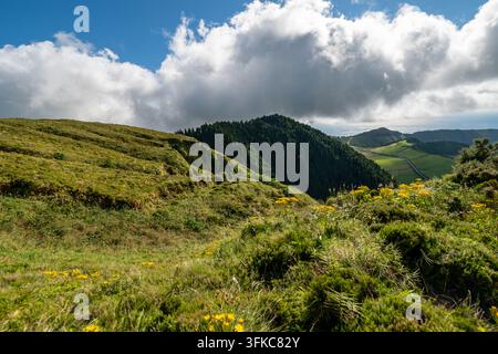 Un paysage naturel étendu présentant une colline herbeuse luxuriante au premier plan parsemée de grappes de fleurs sauvages jaunes vives et d'arbustes bas. Un d Banque D'Images