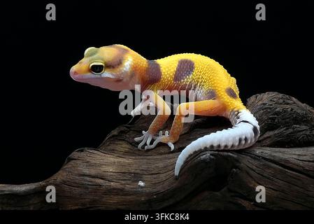 Geckos léopards (Eublepharis macularius) sur fond noir Banque D'Images