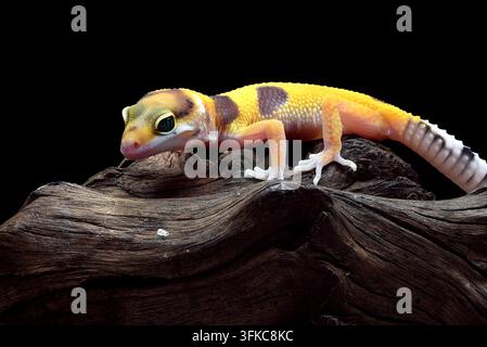 Geckos léopards (Eublepharis macularius) sur fond noir Banque D'Images