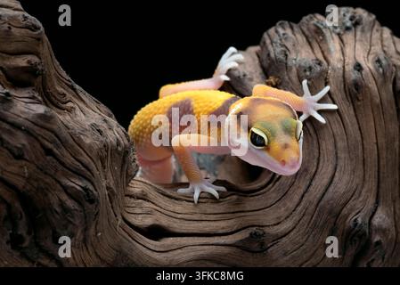 Geckos léopards (Eublepharis macularius) sur fond noir Banque D'Images