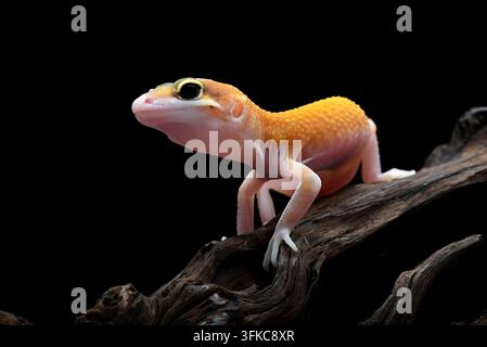 Geckos léopards (Eublepharis macularius) sur fond noir Banque D'Images