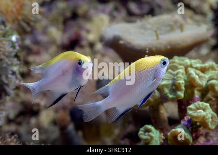 Chromis bleue et jaune (Chromis spp.) nageant dans un aquarium de corail Banque D'Images