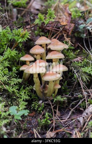 amas de champignons bruns poussant parmi la mousse, l'herbe et la litière de feuilles sur le sol de la forêt. Banque D'Images