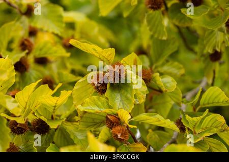 Vue rapprochée d'une branche de hêtre arborant des enveloppes de graines brunées épineuses et un feuillage jaune-vert vif. Une profondeur de champ peu profonde met en valeur la texture automnale Banque D'Images
