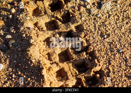 Pistes de roues profondes et agressives laissées par une moto enduro dans le sable grossier du désert sous un soleil éclatant, capturant la texture de o Banque D'Images