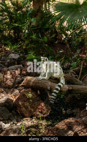 Lémur à queue annelée avec une longue queue rayée assis sur une bûche dans un enclos de zoo Banque D'Images