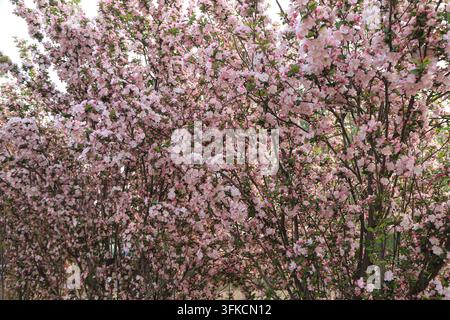 Au printemps, de grands grappes de fleurs de pommier chinois s'épanouissent de manière vibrante. Les fleurs roses et blanches recouvrent les branches comme des nuages, mettant en valeur la douce beauté Banque D'Images