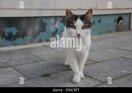 Chat de rue noir et blanc marchant vers l'appareil photo sur une rue pavée. Banque D'Images