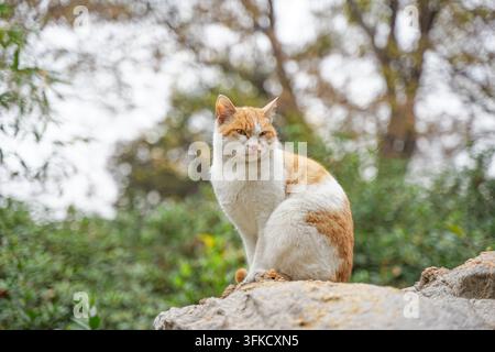 Chat errant orange et blanc plissant les yeux sur un rocher dans le parc Banque D'Images