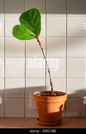 Ficus lyratifolié affichant deux grandes feuilles vertes sur une tige élancée, prospérant dans un pot en terre cuite sous la lumière chaude du matin, créant une scène de jardinage intérieur fraîche Banque D'Images