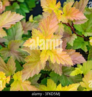 Neuf-bourgeon oriental (Physocarpus opulifolius 'Magic Ball', Physocarpus opulifolius Magic Ball), feuilles du cultivar Magic Ball, Allemagne Banque D'Images