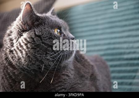 Chat britannique gris, portrait en gros plan reposant sur une couverture douce, style de vie des animaux de compagnie Banque D'Images