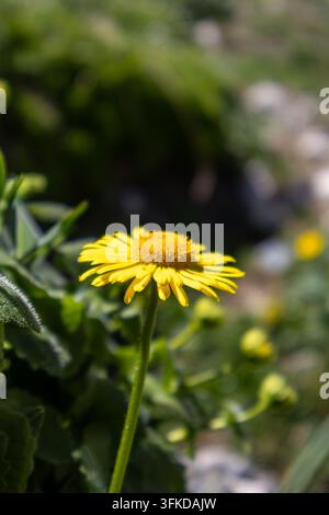 Fleur sauvage jaune unique en gros plan avec un fond flou vert doux Banque D'Images