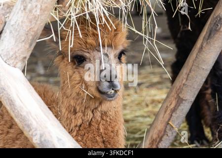 Petite alpaca abritée sous un râtelier en bois, regardant avec un visage calme, des mèches lâches pendent au-dessus tandis qu'une paille chaude recouvre le sol, un confort tranquille Banque D'Images