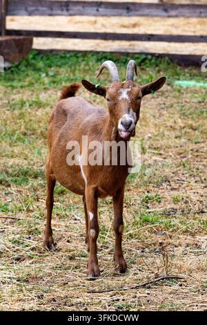 Une chèvre brune à cornes se tient sur la paille dans un enclos et regarde droit devant avec une posture calme et alerte. Une clôture rustique encadre la scène. La lumière naturelle révèle la fourrure Banque D'Images