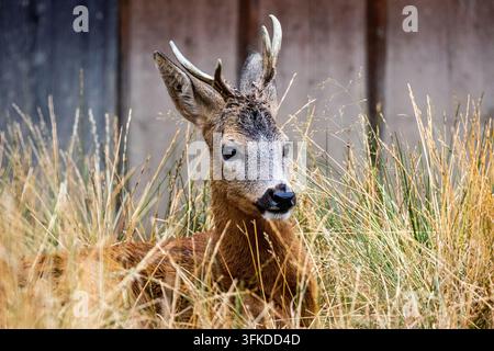 Jeune biche curieuse tourne la tête tout en se reposant dans l'herbe dorée près d'un bois érodé, montrant de petites cornes, un pelage doux et des yeux brillants dans une paix Banque D'Images