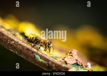Une abeille mellifère se balance sur un bord rugueux avec sa langue tendue vers l'humidité. Des couleurs dorées entourent l'insecte montrant des poils fins, un œil à facettes et un abdomen rayé Banque D'Images