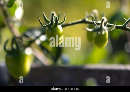 Des tomates cerises immatures pendent à une vigne de jardin baignée de lumière avec un flou artistique doux. Les petits fruits brillants promettent une récolte future tandis que les sépales délicats encadrent Banque D'Images