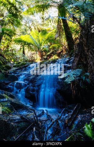 TARRA VALLEY, AUSTRALIE - 20 SEPTEMBRE 2026 : Une petite cascade dévale des rochers sombres dans la forêt tropicale luxuriante du parc national de Tarra-Bulga, avec pr Banque D'Images