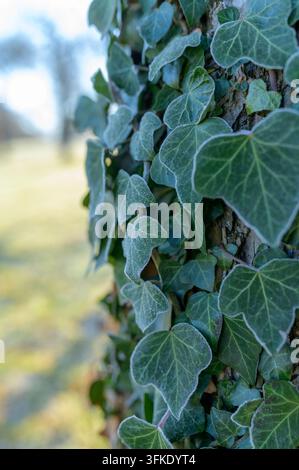 Gross plan vertical de feuilles de lierre vertes recouvertes d'une fine couche de givre matinal, grimpant sur l'écorce texturée d'un tronc d'arbre par un froid w Banque D'Images