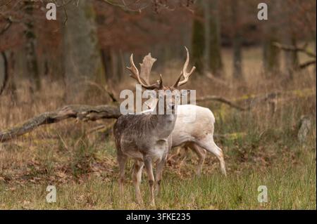 Un majestueux cerf élaphe aux impressionnantes andouillers se tient vigilant dans une clairière boisée naturelle durant l'automne, avec un cerf de couleur plus claire partiellement v Banque D'Images