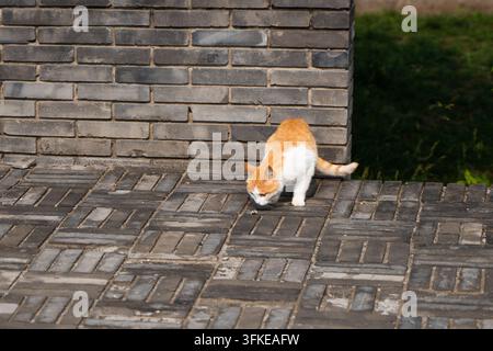 Chat orange et blanc reniflant le sol au coin d'un mur de briques bleues Banque D'Images