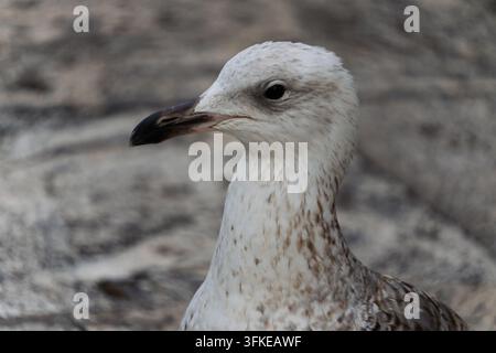 Profil en gros plan d'une jeune mouette avec un plumage blanc tacheté de brun et un bec sombre sur un fond de pierres flou. Banque D'Images