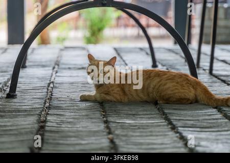 Chat tigré orange accroupi et jetant un coup d'œil sous une table en fer Banque D'Images