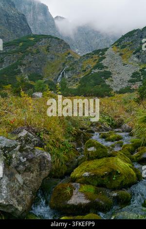 Un ruisseau de montagne clair coule sur des rochers moussu par une vallée alpine luxuriante vers une cascade lointaine et des sommets brumeux. Banque D'Images