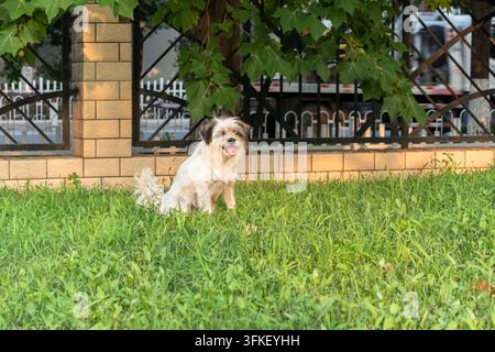 Petit chien blanc natif assis sur de l'herbe verte regardant vers l'avant Banque D'Images