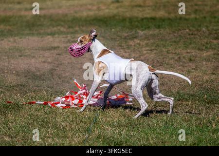 Lévrier avec appât après avoir terminé une course lors d'une course de chiens Banque D'Images