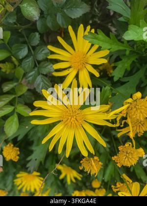 Macro de fleurs de marguerite jaune vif Banque D'Images