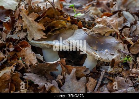 Camembert brittlegill (Russula amoenolens) deux corps fructifères émergeant sous des feuilles de chêne sur le sol de la forêt en automne Banque D'Images