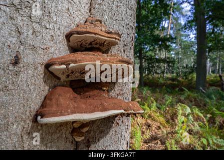 Champignon à crochets du sud / Ganoderma du sud (Ganoderma australe / Ganoderma europaeum / Polyporus adspersus / Ganoderma adspersum) sur tronc d'arbre Banque D'Images