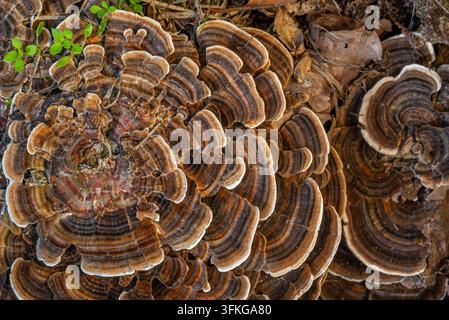 Champignon queue de dinde / polypore à plusieurs zones / champignon à crochets queue de dinde (Trametes versicolor / Coriolus versicolor) recouvrant une souche d’arbre dans la forêt Banque D'Images