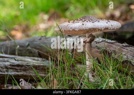 Champignon parasol (Macrolepiota procera / Agaricus procerus / Lepiota procera) corps fructifère mature dans une prairie à la lisière de la forêt en automne / tombée Banque D'Images