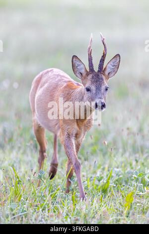 Chevreuil européen (Capreolus capreolus) mâle adulte / buck cherchant de la nourriture dans un pâturage / prairie dans la brume matinale à l'aube en été Banque D'Images