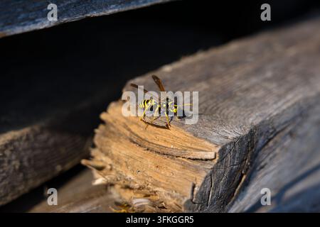 Grossissement macro d'un petit insecte reposant sur une bûche en bois vieilli. Banque D'Images