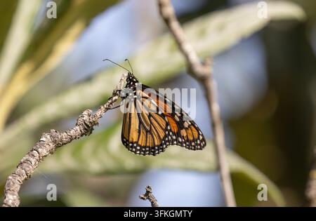 - Papillon Monarque Danaus plexippus Banque D'Images