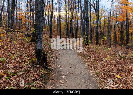 Sentier de randonnée à travers une forêt d'automne. Chemin de promenade avec des arbres en saison d'automne dans le parc de Gatineau, Canada Banque D'Images