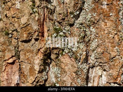 L'écorce robuste de pin remplit le cadre avec des plaques brunes superposées, des fissures verticales profondes, des sections écaillées et des lichens pâles sur la surface texturée du tronc Banque D'Images