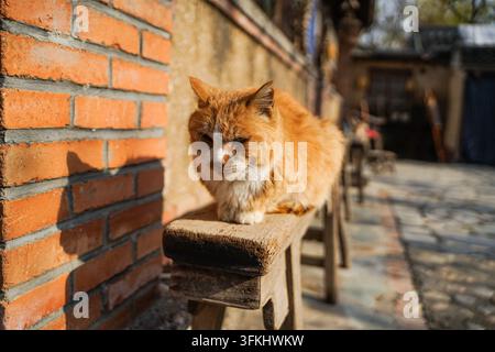 Chat tabby orange somnolant avec les yeux à moitié fermés sur un banc en bois dans une cour rurale Banque D'Images
