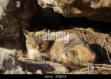 Chat errant à robe calico dormant profondément roulé en boule dans une grotte de pierre Banque D'Images