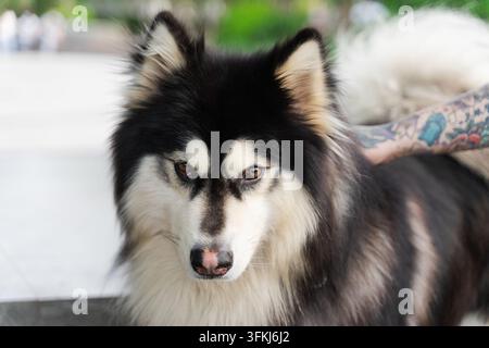 Portrait rapproché d'un Alaskan Malamute caressant Banque D'Images