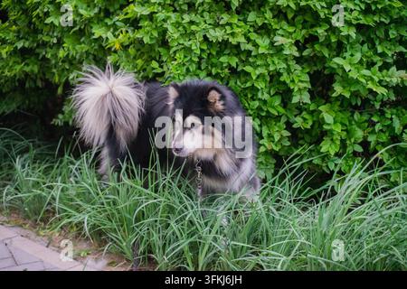 Akita noir et blanc debout dans l'herbe à côté d'une haie verte Banque D'Images