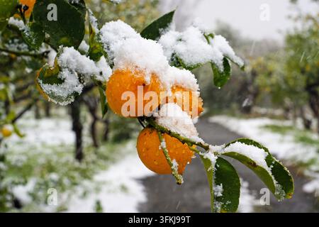 Oranges mûres recouvertes de neige fraîche sur un arbre citronnier lors d'une chute de neige hivernale inhabituelle en Sicile, Italie. Banque D'Images
