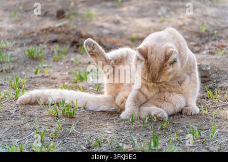 Chat orange crémeux dans une drôle de pose assise en levant les pattes, mignon et adorable Banque D'Images