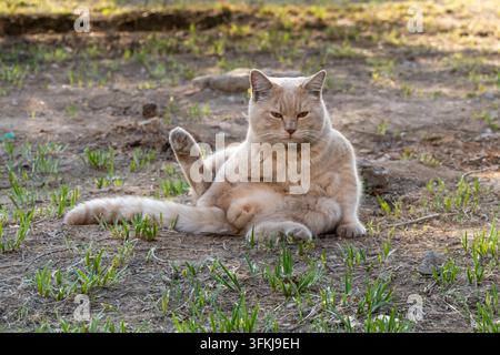 Mignon chat tigré orange se toilettant et léchant sa fourrure sur l'herbe extérieure Banque D'Images